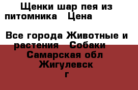 Щенки шар-пея из питомника › Цена ­ 15 000 - Все города Животные и растения » Собаки   . Самарская обл.,Жигулевск г.